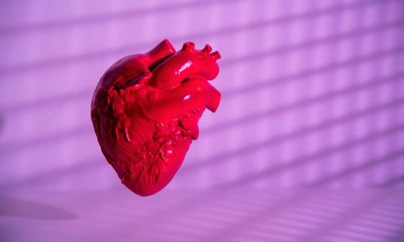 Macrophages in Newborn, But Not Adult, Mice Help Regenerate Heart Tissue