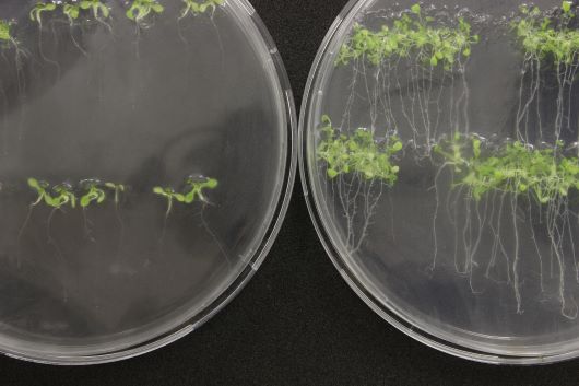 Biomedicine shows the way to future food crops