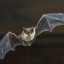 New coronavirus found in bats is not currently ‘concern to public health’: CDC