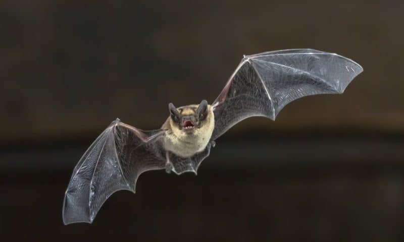 New coronavirus found in bats is not currently ‘concern to public health’: CDC