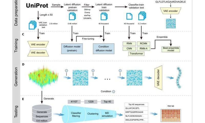 AI model generates antimicrobial peptide structures for screening against treatment-resistant microbes