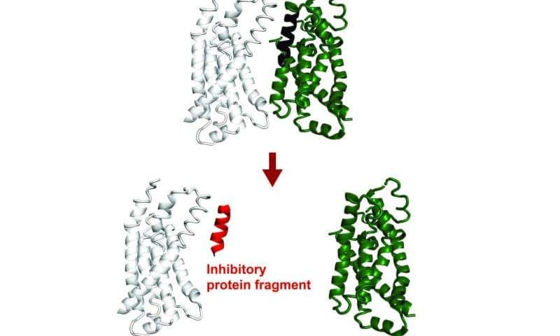 AI system predicts protein fragments that can bind to or inhibit a target