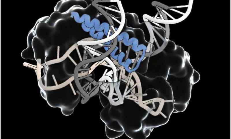 An ancient RNA-guided system could simplify delivery of gene editing therapies