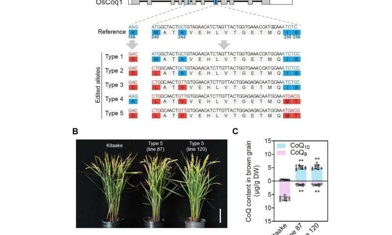 Gene-edited rice can produce a compound that’s vital for human health