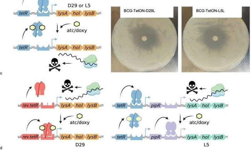 Designing self-destructing bacteria to make effective tuberculosis vaccines