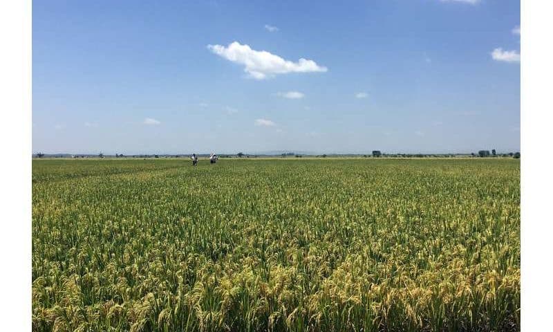 Genome-edited rice shows resistance to bacterial blight in East Africa