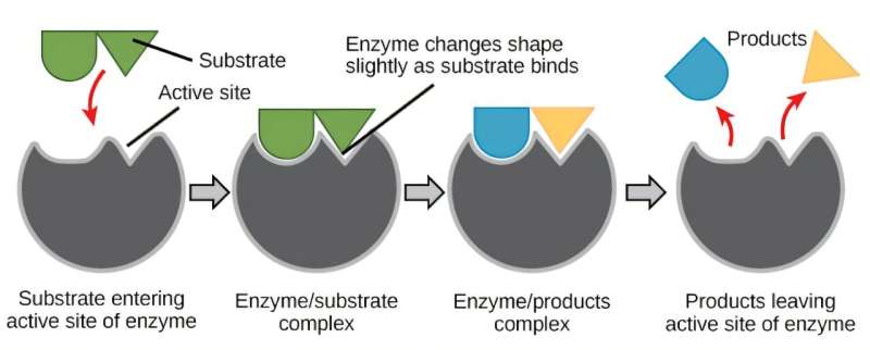 Enzymes are the engines of life—machine learning could help scientists design new ones