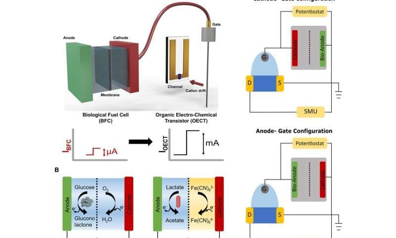 Organic electrochemical transistors enhance bioelectronic sensor sensitivity by three orders of magnitude