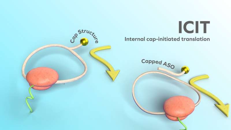 Circular mRNA produces 200 times more protein, enhancing precision therapy potential