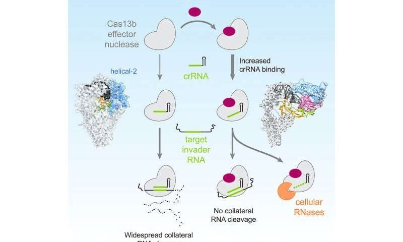 AcrVIB1: The unexpected anti-CRISPR protein that tightens RNA binding