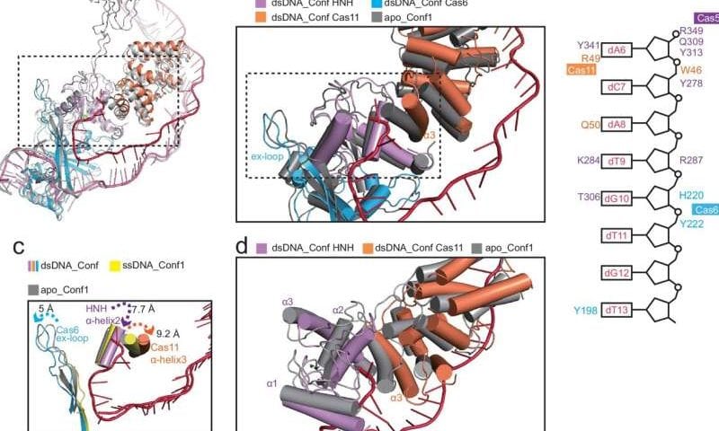 CRISPR system variant shows a novel DNA cleavage mechanism