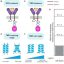 Unraveling structure and function relationships in synthetic cell receptors