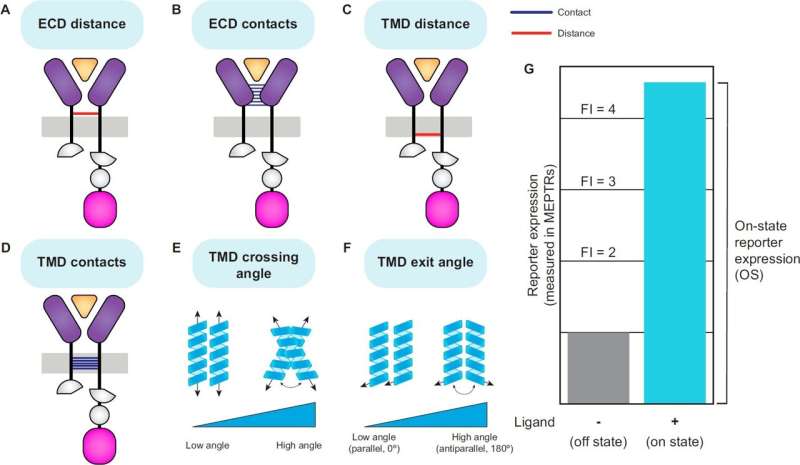 Unraveling structure and function relationships in synthetic cell receptors