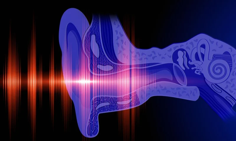 New Brain Discovery Could Revolutionize Hearing Loss Treatment