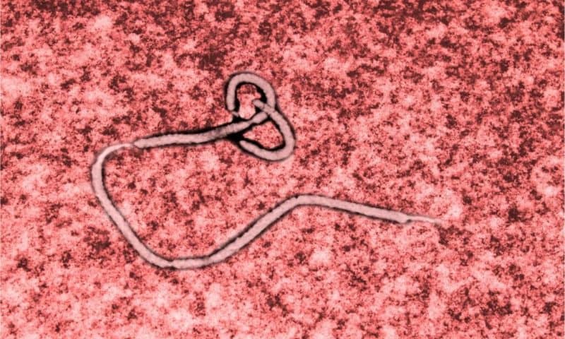 A Pill for Ebola? New Drug Shows Up to 100% Survival in Monkeys