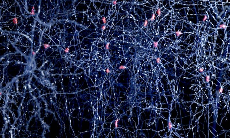 Neurons Generated from Skin Cells Without Stem Cell Step in Mice