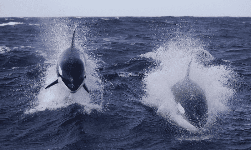 Genetic mixing: The secret to killer whale resilience and adaptability