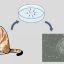 Pioneering work generates feline embryonic stem cells in boon for cats