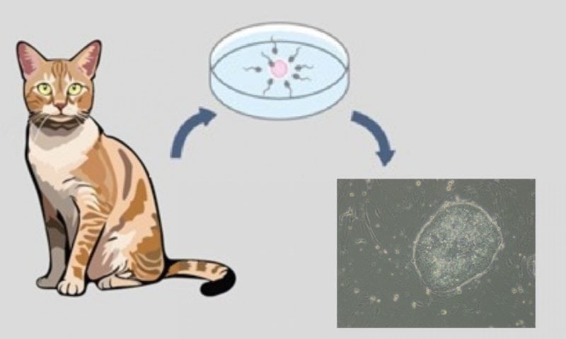 Pioneering work generates feline embryonic stem cells in boon for cats