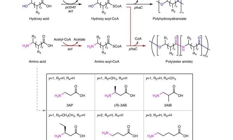 Engineered E. coli could be used to produce biodegradable plastics