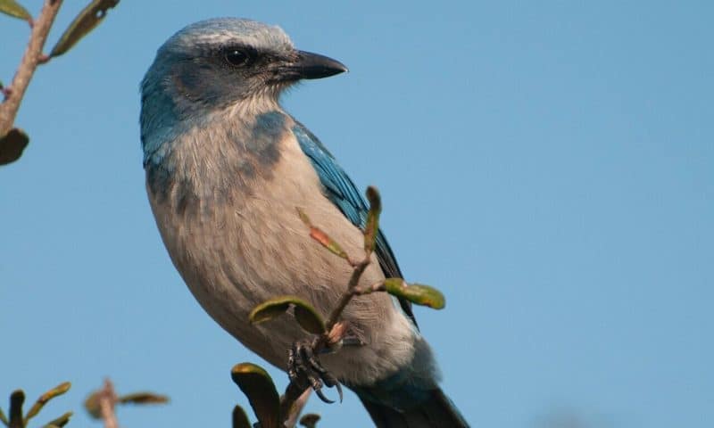 Conservation focusing on birds of a feather may have mixed results