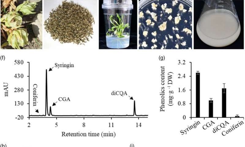 Engineered cell cultures boost anti-inflammatory compounds in endangered snow lotus