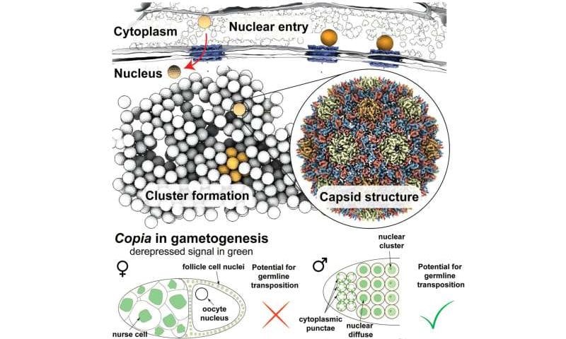 ‘Jumping gene’ caught in the act: Advanced imaging provides new insights into retrotransposons