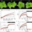 Gene-edited lettuce: A new approach to fighting micronutrient deficiencies