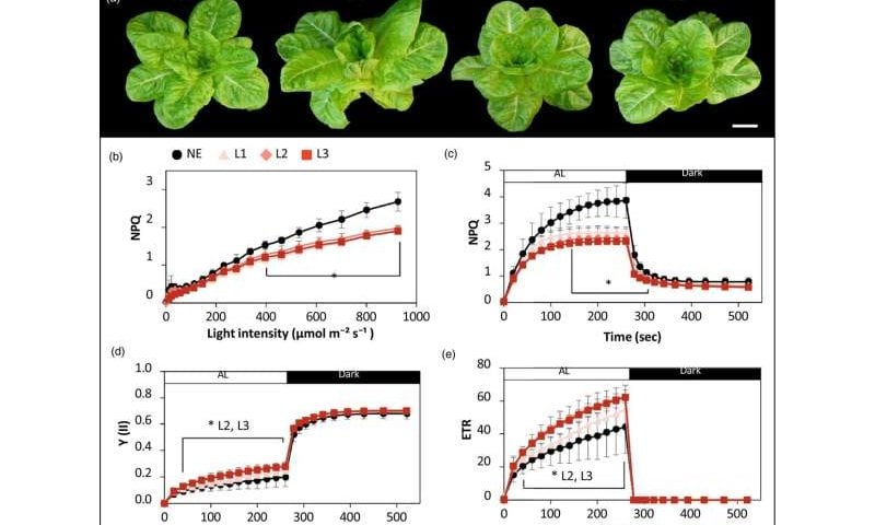 Gene-edited lettuce: A new approach to fighting micronutrient deficiencies