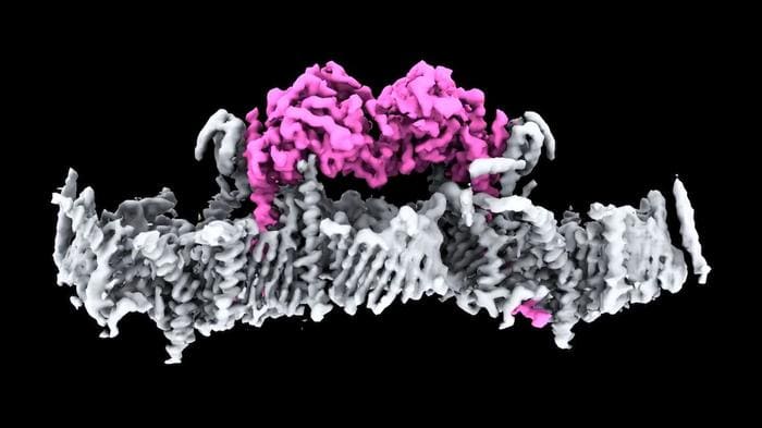 Structure of Key Parkinson’s Disease Protein, PINK1, Seen for First Time