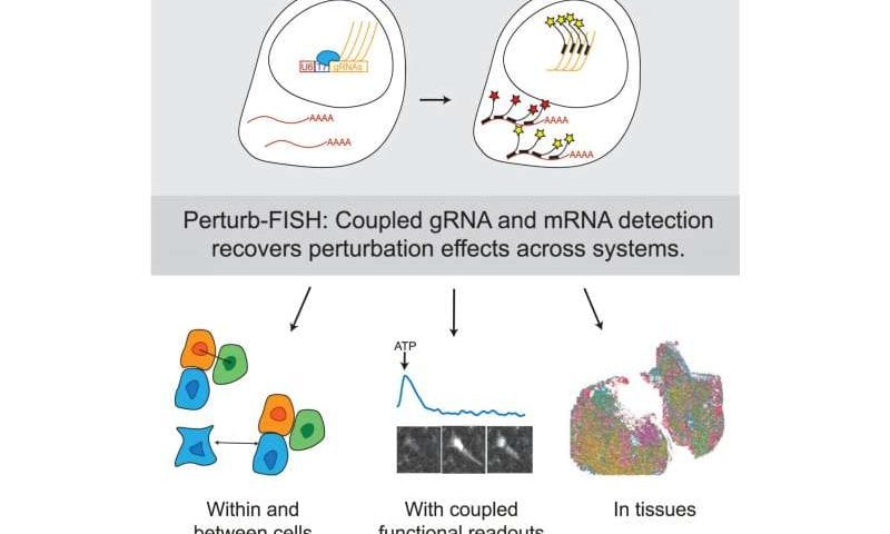 New technology puts a spatial lens on CRISPR screening