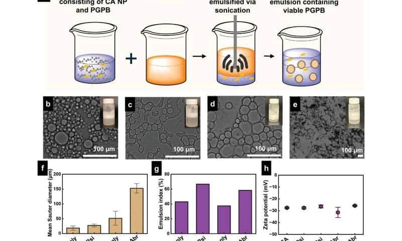 Emulsion technique boosts plant growth with bacteria