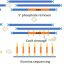 CRISPR-based method enhances detection of antibiotic resistance in wastewater