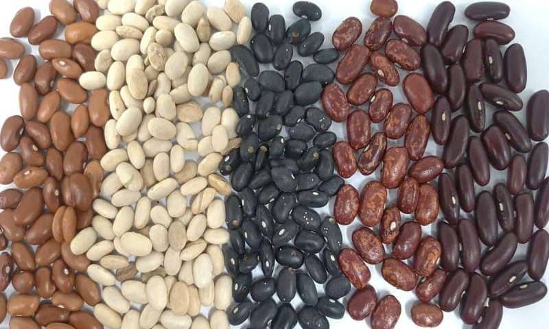 The superpower of beans: Resilient, nutritious and ready for climate change