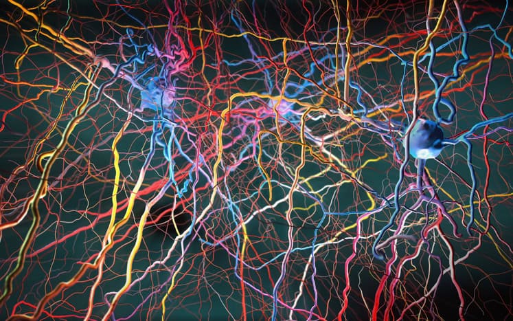 Key Neural Pain-Sensing Pathway Recreated in a Lab Dish