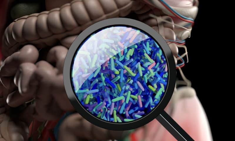 Gut Fungus Shows Promise in Reversing MASH in Mice