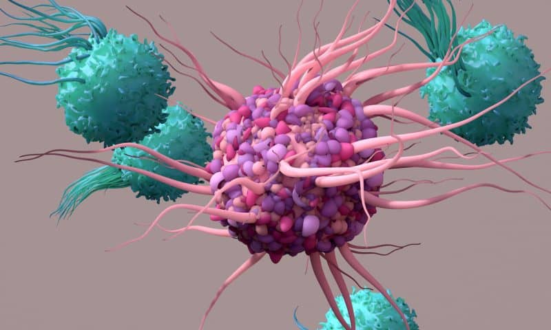Beyond T Cells: Harnessing Innate Immunity to Prevent Transplant Rejection