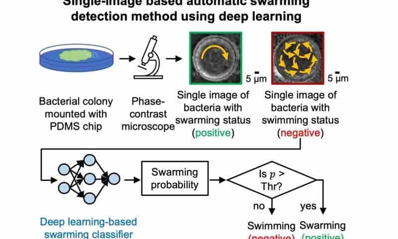 AI predicts bacterial swarming from a single blurry image, unlocking new diagnostic possibilities