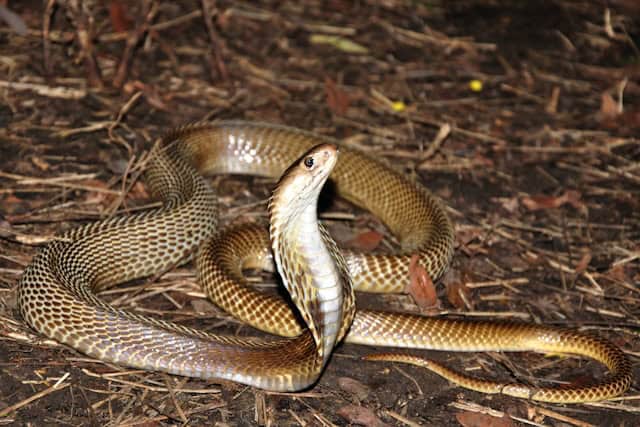 Antivenom Cocktail Protects Against 19 of World’s Deadliest Snakes