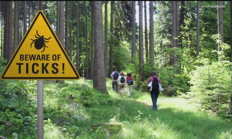 How to avoid ticks in Minnesota