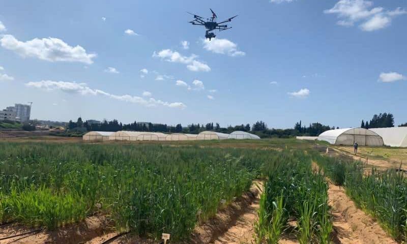 Drones and genetics team up for drought-smart wheat
