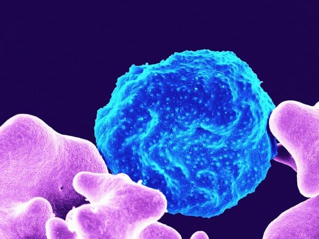 Malaria Turns Down Genes to Evade Immunity, Enable Chronic Infection