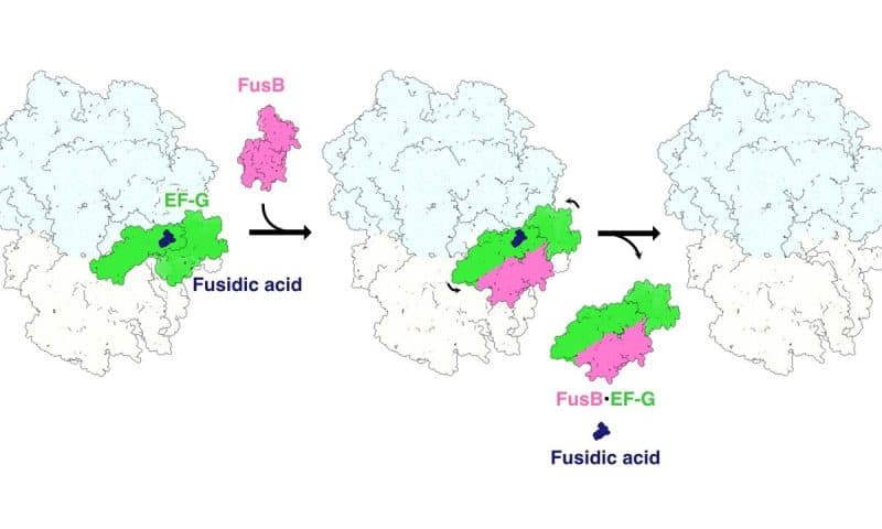 How antibiotic resistance to fusidic acid works