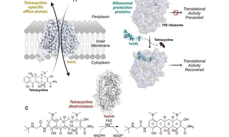 New screening method finds novel approaches to combat antimicrobial resistant bacteria