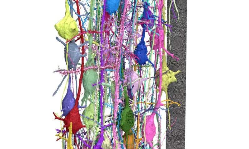 Microscopy method can reconstruct mammalian brain tissue in synaptic detail