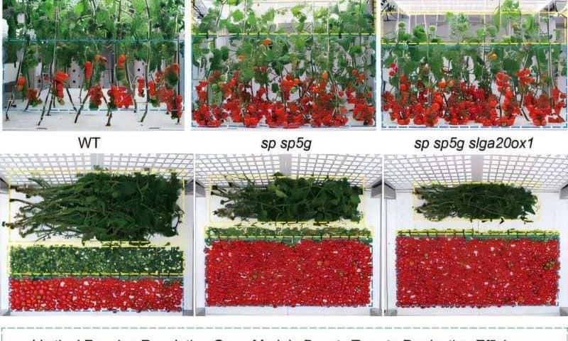 Editing Green Revolution genes to boost tomato production efficiency for vertical farming