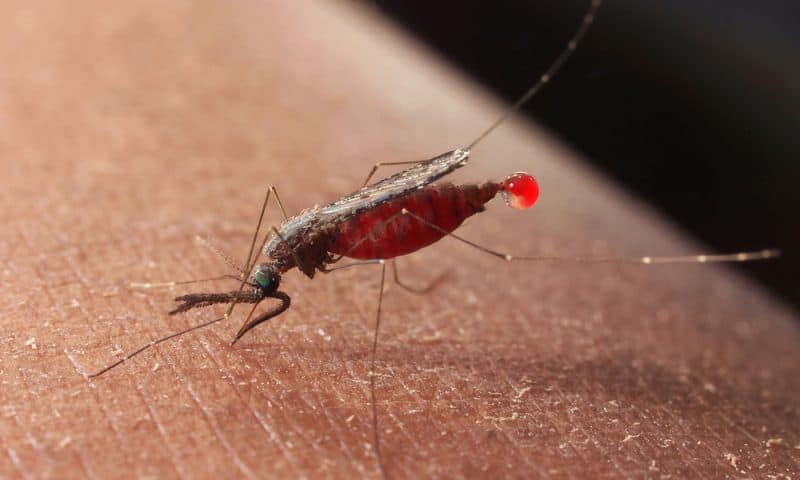 Novel molecular maneuver helps malaria parasite dodge the immune system
