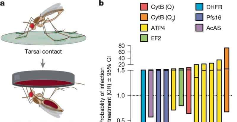 Targeting malaria at the source: Drug-treated nets eliminate parasites in resistant mosquitoes