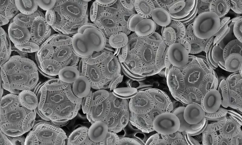 Unique light-harvesting structure in marine algae could shape future of artificial photosynthesis