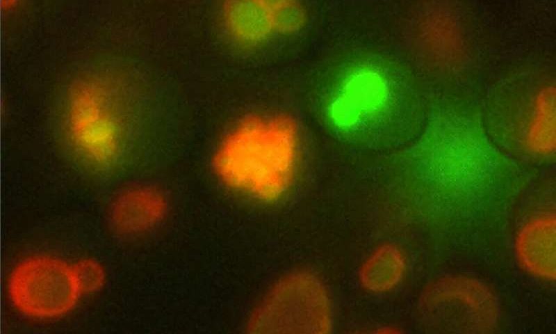 Genetically modified yeast can create valuable materials from urine